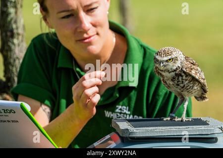 Whipsnade, Royaume-Uni. 21 août 2024. Burrowing Owl Ettie est récompensée avec un ver de farine par son gardien Anna - Whipsnade Zoo (ZSL) effectuer leur pesée annuelle. Les gardiens enregistrent les poids et les mesures des animaux - des informations qui fournissent un aperçu critique de leur santé et de leur bien-être. Crédit : Guy Bell/Alamy Live News Banque D'Images