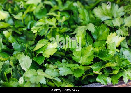 Vue rapprochée sur le bouquet de persil frais et juteux d'un agriculteur local au comptoir de vente au détail du marché de rue, jour ensoleillé. Légumes végétaux biologiques domestiques locaux Banque D'Images