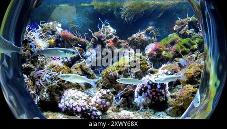 Une scène sous-marine vue à travers une fenêtre circulaire de l'aquarium, mettant en scène des poissons nageant parmi les coraux colorés et les plantes marines. Les poissons comprennent des mulets rayés, sur fond de récif vibrant Banque D'Images