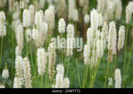 Crème Sanguisorba canadensis, le burnet blanc ou burnet canadien en fleur. Banque D'Images