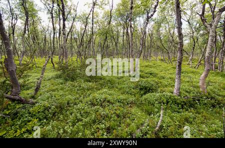 Forêt de bouleaux alpins Banque D'Images