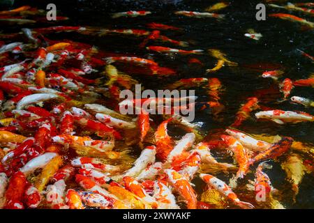 Groupe de carpes koï nageant dans un étang Banque D'Images