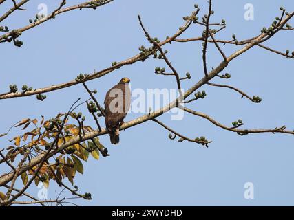 Un aigle Serpent à crête sur un arbre. Cette photo a été prise du Bangladesh. Banque D'Images