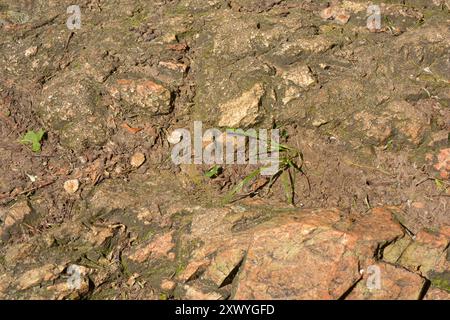 Beaux fonds naturels lumineux et inhabituels faits de grosses pierres avec des fissures profondes, de l'eau, des plantes vertes avec un grincement jaune. Banque D'Images