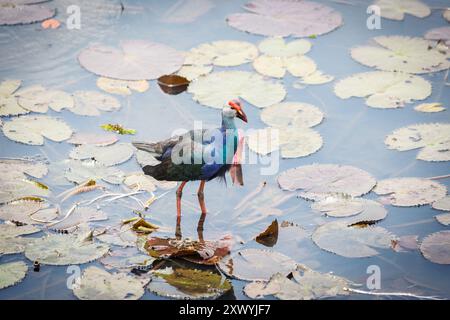 Oiseau Jacana ailé en bronze dans le lac de lotus, Thalanoi, sud de la Thaïlande. (Metopedius indicus.) Banque D'Images