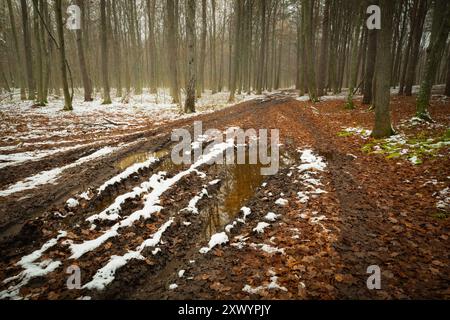 Chemin de terre humide avec de la neige dans les bois un jour d'automne, Nowiny, Pologne Banque D'Images