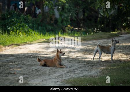 Stray deux chiens ​​without propriétaire saison des pluies, chien sur la route errant au Bangladesh. Banque D'Images