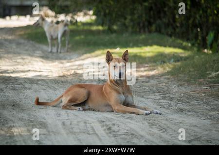 Stray deux chiens ​​without propriétaire saison des pluies, chien sur la route errant au Bangladesh. Banque D'Images