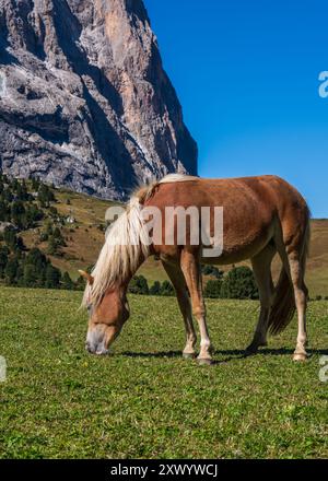 Un cheval brun avec une crinière blanche pèle sur un pré alpin vert. Cheval sur un pâturage d'été. Banque D'Images