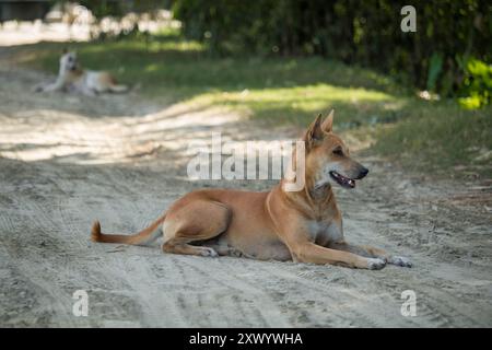 Stray deux chiens ​​without propriétaire saison des pluies, chien sur la route errant au Bangladesh. Banque D'Images