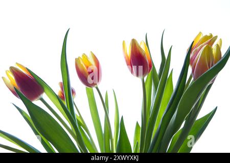 Les tulipes sur fond blanc Banque D'Images