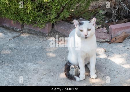 Chat blanc et noir avec les yeux jaunes assis sur le sol dans le jardin Banque D'Images