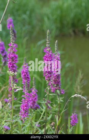 Loosestrife pourpre (Lythrum salicaria) fleurissant au bord d'un étang, Newton Valence, Hampshire, Royaume-Uni, juillet Banque D'Images