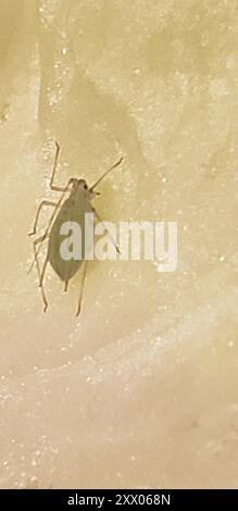 Insecte du puceron (Aulacorthum solani) Banque D'Images