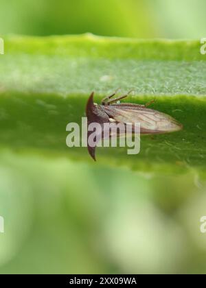 L'insecte de la trémie à arbres à trois cornes (Acanthuchus trispinifer) Banque D'Images