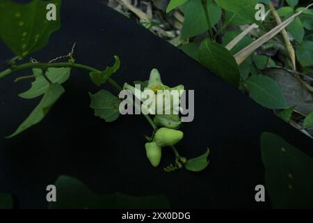 Passiflora biflora Plantae (Passiflora biflora) Banque D'Images