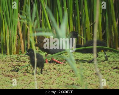 Chemin de fer de Plumbeous (Pardirallus sanguinolentus) Aves Banque D'Images