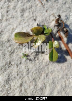 Plage Morning-Glory (Ipomoea imperati) Plantae Banque D'Images