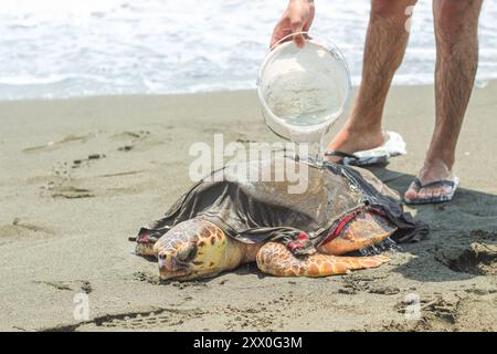 Un homme essayant de garder une tortue caouanne fatiguée et malade (caretta caretta), échouée sur la plage, en vie et en sécurité. Banque D'Images