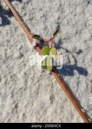 Plage Morning-Glory (Ipomoea imperati) Plantae Banque D'Images