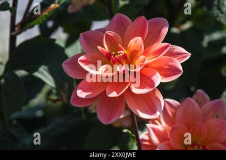 Une variété Mister Frans entièrement ouverte dahlia aux nénuphars en partie ensoleillée. Banque D'Images