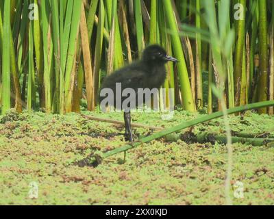 Chemin de fer de Plumbeous (Pardirallus sanguinolentus) Aves Banque D'Images