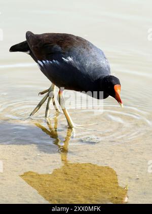 Gallinule commune, Gallinule d'Amérique, Gallinula galeata cachinnans, vízityúk, Isabela Island, Galápagos, Équateur, Amérique du Sud Banque D'Images