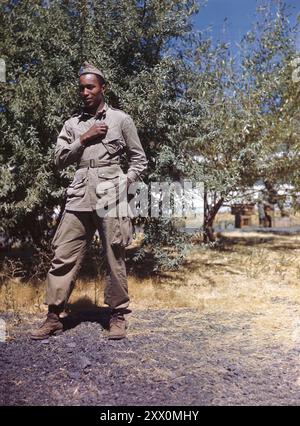 Opération Firefly - 2nd Lt. Harry E. Sutton de la ville de New York - chef d'un groupe qui vient de rentrer d'un feu de forêt persistant. Lt. Sutton est attiré par la combinaison de saut typique portée par un membre du 555th Parachute Infantry. CA. 1945 Banque D'Images