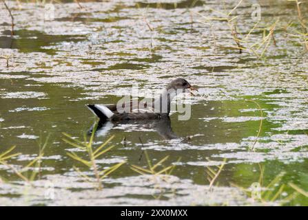 Gallinule commune, Gallinule d'Amérique, Gallinula galeata cachinnans, vízityúk, Isabela Island, Galápagos, Équateur, Amérique du Sud Banque D'Images