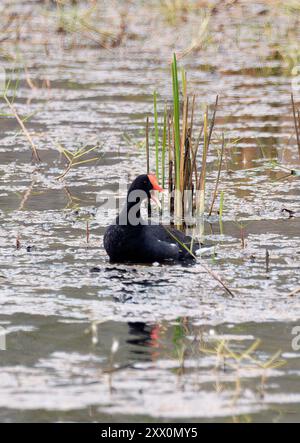 Gallinule commune, Gallinule d'Amérique, Gallinula galeata cachinnans, vízityúk, Isabela Island, Galápagos, Équateur, Amérique du Sud Banque D'Images