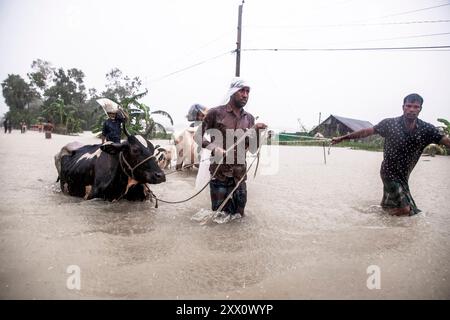 Feni, Chittagong, Bangladesh. 21 août 2024. 21 août 2024, Feni, Bangladesh : des piétons marchent à travers les routes inondées dans la zone de Munsirhat du district de Feni de la division de Chittagong, Bangladesh, pataugant dans l'eau jusqu'à la taille et aux genoux pour transporter leur bétail en lieu sûr. Mercredi 21 août, les eaux des rivières Muhuri, Kahua et Ceylan ont été vues couler au-dessus du niveau de danger de 86 cm, les routes et les maisons n'ont pas été épargnées par l'eau de la forêt. Plus de 200 000 personnes de trois upazilas ont été désorientées par la terrible catastrophe humanitaire. Dans cette situation, ils le sont Banque D'Images