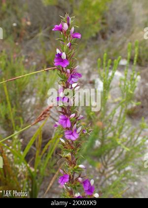 Pricket Purplegorse (Muraltia heisteria) Plantae Banque D'Images