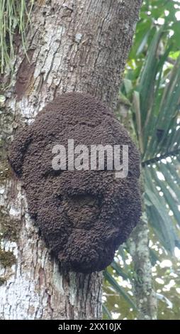 Termites de tête de cône (Nasutitermes) Insecta Banque D'Images