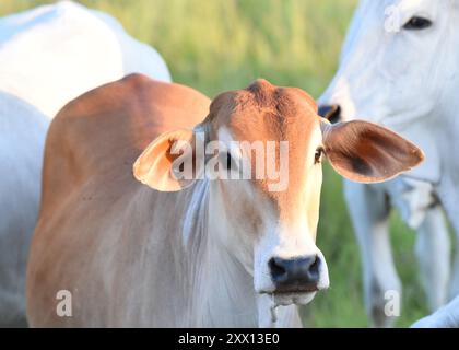 Bétail Brahman dans le sud du Pantanal, Brésil Banque D'Images