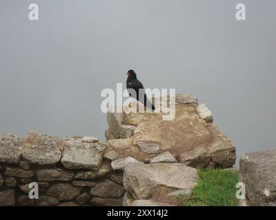 Montagne Caracara (Daptrius megalopterus) Aves Banque D'Images