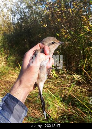 Shrike du Nord (Lanius borealis) Aves Banque D'Images