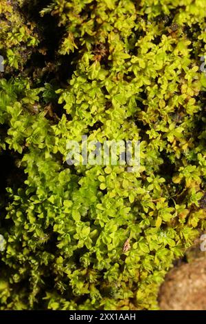 Mousse vissée d'eau (Syntrichia latifolia) Plantae Banque D'Images