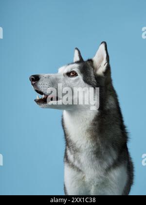 Alerte Husky sibérien représenté dans un studio, affichant son regard perçant. Portrait de chien capture les marques emblématiques de la race et attentif Banque D'Images