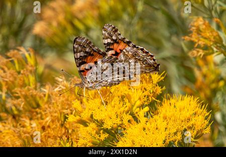 Une paire de Lady Butterflies peintes alignées symétriquement lors de la pollinisation sur des buissons Yellow Rabbitbrush. Banque D'Images