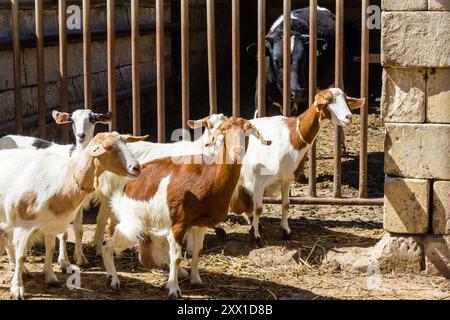 Quelques chèvres et vaches dans une ferme prise à Gozo, Malte Banque D'Images