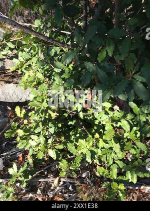 Photinia chinoise (Photinia serratifolia) Plantae Banque D'Images