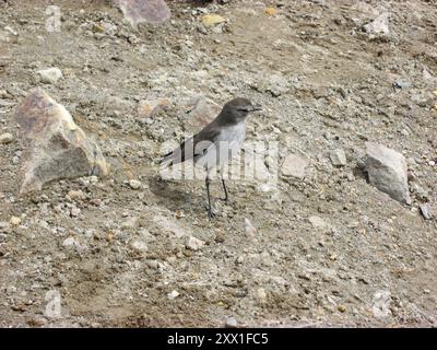 Tyran terrestre à coiffe lisse (Muscisaxicola alpinus) Aves Banque D'Images