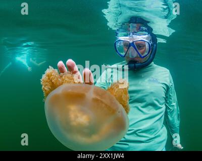 Snorkeler avec des méduses dorées (Mastigias papua etpisoni), dans le lac Jellyfish, un lac marin situé sur l'île Eil Malk, îles Rock, Palaos Banque D'Images