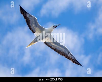 Un proue adulte à pieds rouges (Sula sula), dans son plumage morph de couleur blanche en vol au-dessus de l'océan à Palau, Micronésie, Pacifique Banque D'Images