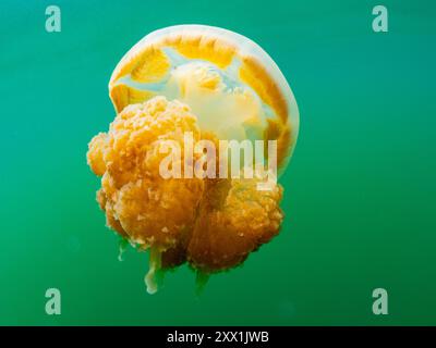 Méduses dorées (Mastigias papua etpisoni), dans le lac Jellyfish, un lac marin situé sur l'île Eil Malk, îles Rock, Palau, Micronésie, Pacifique Banque D'Images