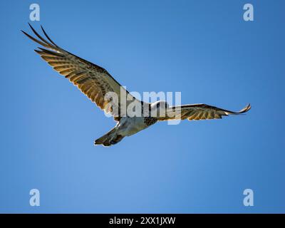 Un balbuzard adulte de l'est (Pandion haliaetus cristatus), en vol au-dessus du récif de Montgomery, Kimberley, Australie occidentale, Australie, Pacifique Banque D'Images