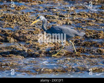 Héron adulte du récif du Pacifique (Egretta sacra), chassant des proies sur le récif de Montgomery, Kimberley, Australie occidentale, Australie, Pacifique Banque D'Images