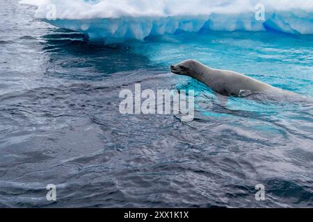 Curieux phoques crabères (Lobodon carcinophaga), nageant près de l'iceberg sur l'île Booth près de la péninsule Antarctique, régions polaires Banque D'Images