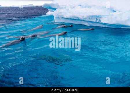 Curieux phoques crabères (Lobodon carcinophaga), nageant près de l'iceberg sur l'île Booth près de la péninsule Antarctique, régions polaires Banque D'Images