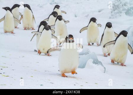 Manchot gentou adulte (Pygoscelis papua), parmi les manchots Adelie (Pygoscelis adeliae), à Brown Bluff, Antarctique, régions polaires Banque D'Images